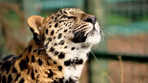 cheetah wallpaper hd wallpaper