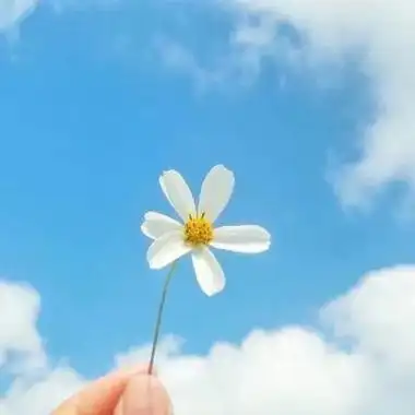 有意境带好运的风景头像大全微信风景头像真实花草图片