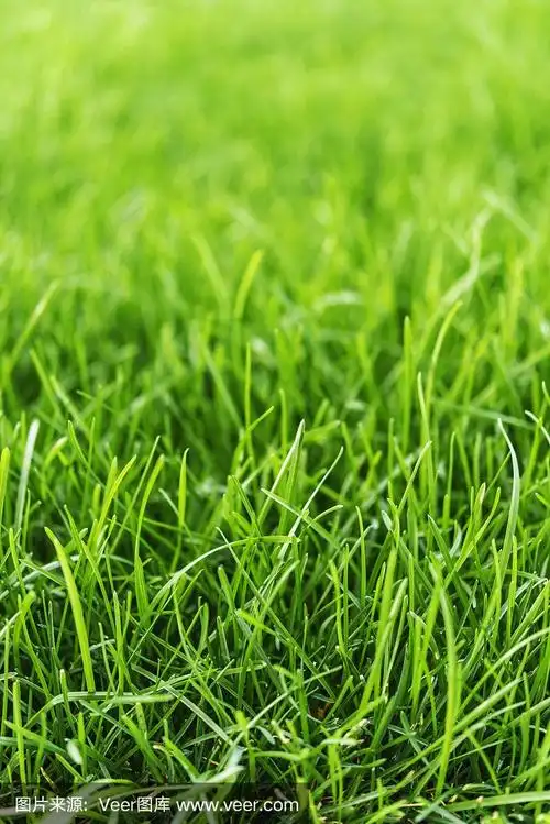 茂盛的绿草在阳光下生长.绿色背景