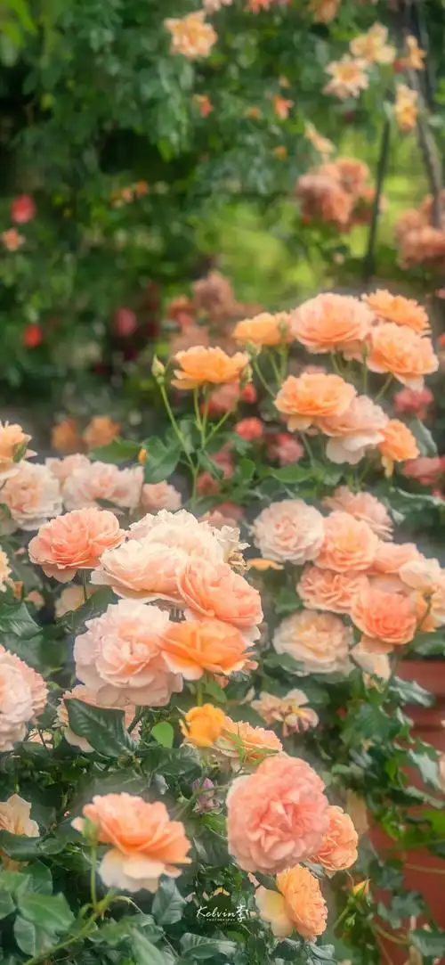 风很温柔,花很浪漫79 梦幻花园 摄影壁纸 web: kelvin李