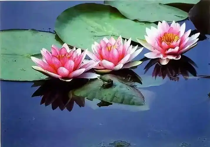 愿将娑婆三千界,尽种西方九品莲_净土法门_学佛社区网