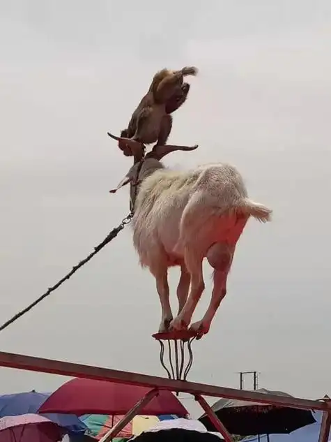 巫溪县海狮出租生产厂商. #梦幻美人鱼表演出租 #小动物表演 - 抖音