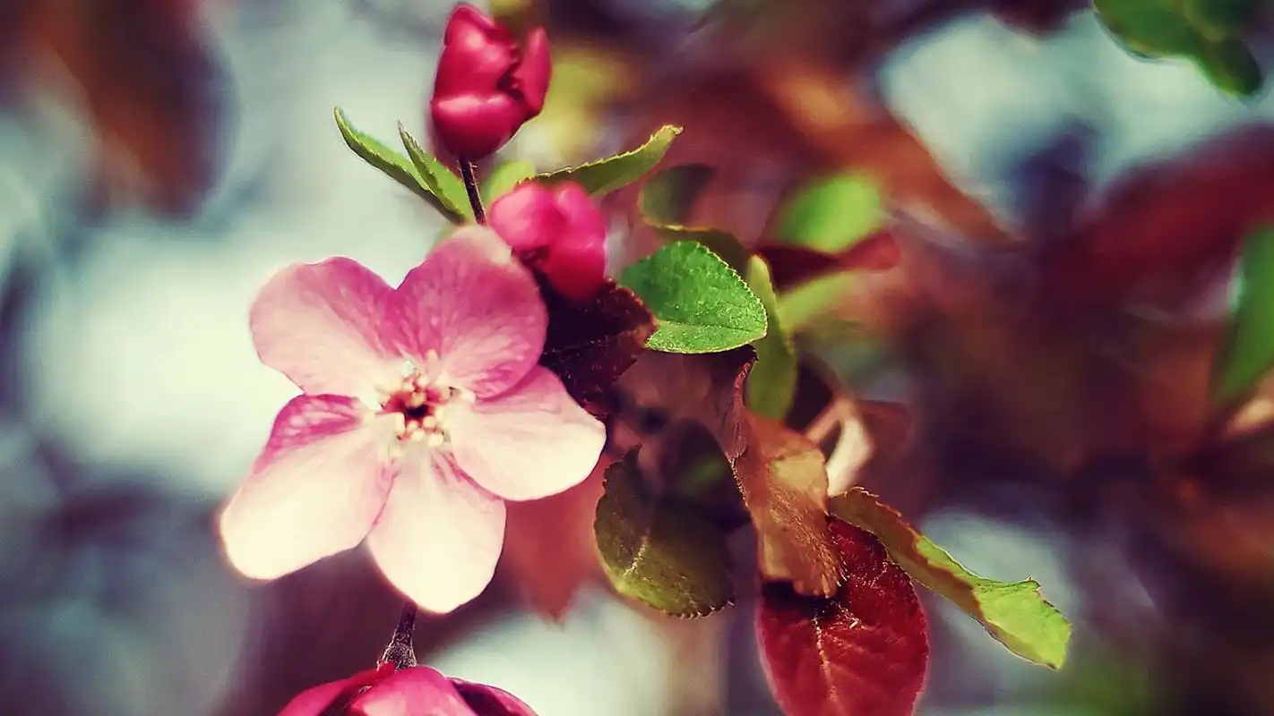 清新治愈系唯美花卉高清桌面壁纸