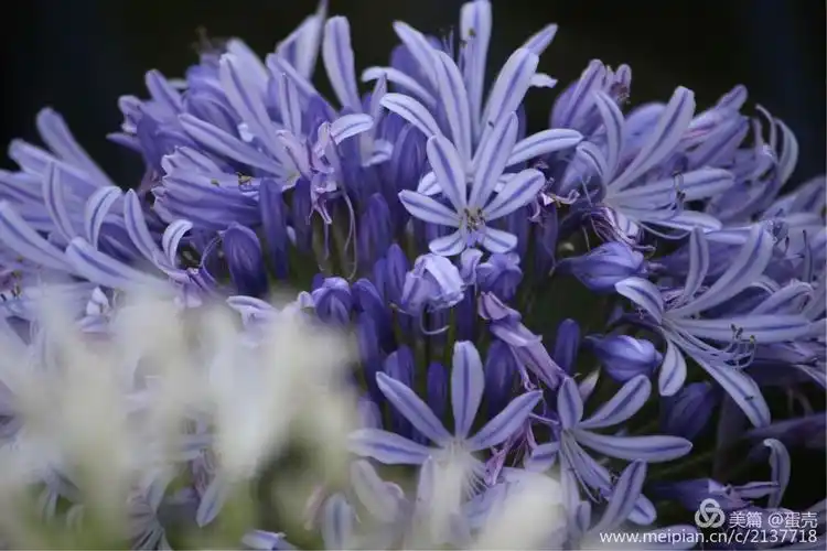 高贵淡雅的蓝花君子兰