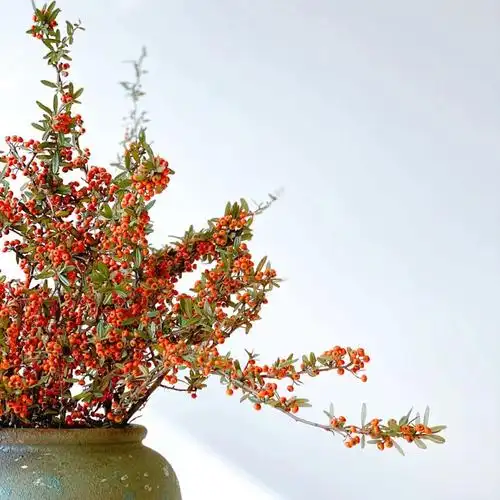 云南基地直发火棘沙棘火把果水养鲜花家庭办公室酒店插花一扎包邮