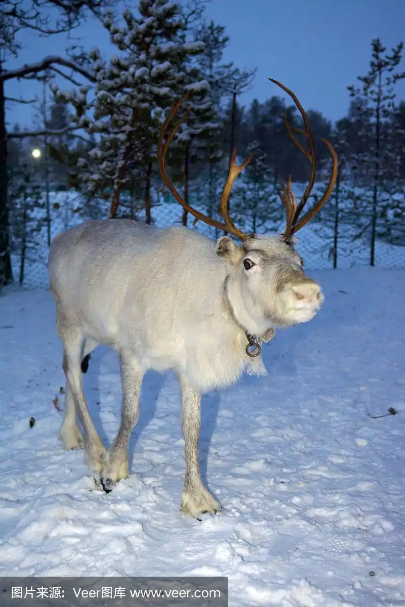 在极夜,白色驯鹿在森林中行走