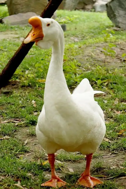 休闲.鹅-中关村在线摄影论坛