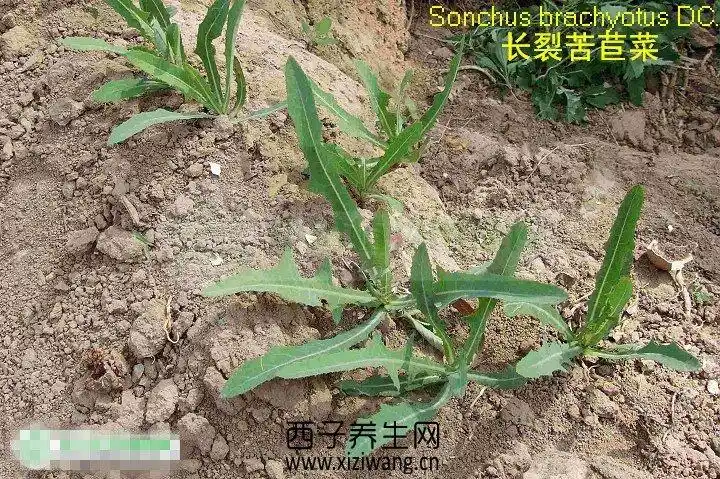 对许多疾病有预防和治疗作用没有什么禁忌营养价值 苦菜是一种药用