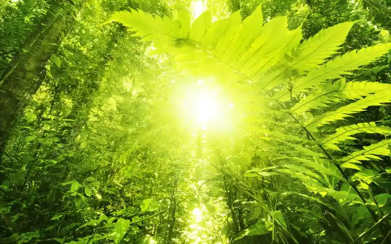热带雨林绿色植物风景图片桌面壁纸第二辑