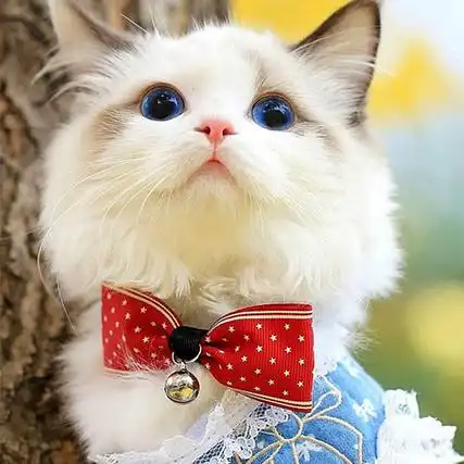 很可爱的又很个性的猫猫的图片来啦,萌萌的让人看一眼就很喜欢的可爱