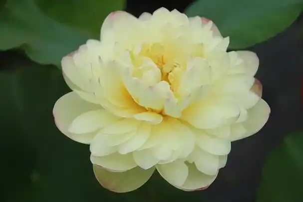 名贵荷花十大品种,最大的荷花品种排行榜