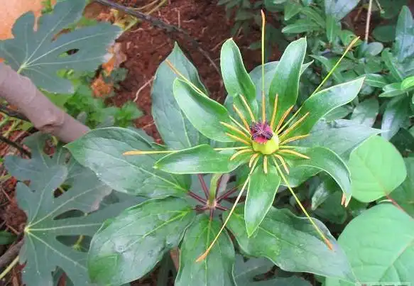 蚤休的功效和作用,蚤休的副作用及价格