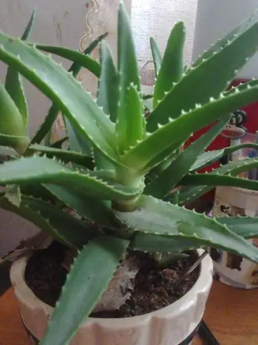 这种芦荟(下图)属于哪个品种?