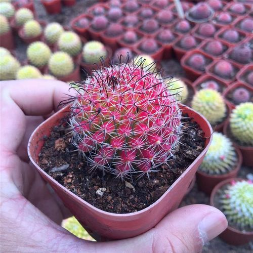 红娜丸仙人球小盆栽红色稀有品种自根仙人掌类植物多肉花卉防辐射