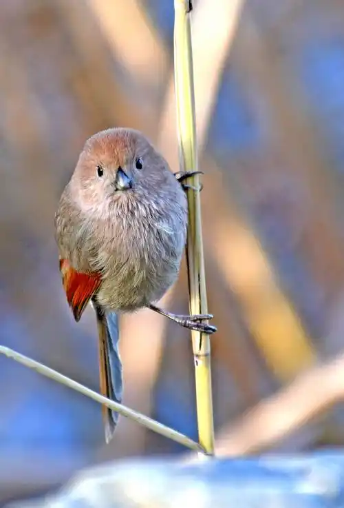 (上)呆萌而又憨态可掬的小鸟——棕头鸦雀