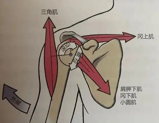 肩胛下肌功能与损伤评估