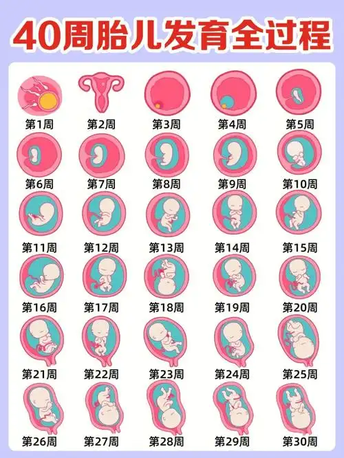 按周整理60怀孕40周胎儿发育过程77注意事项