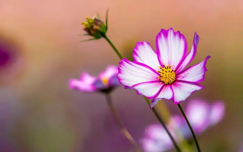 清新淡雅的格桑花图片电脑壁纸,植物壁纸,唯美,花卉,植物,高清,清新