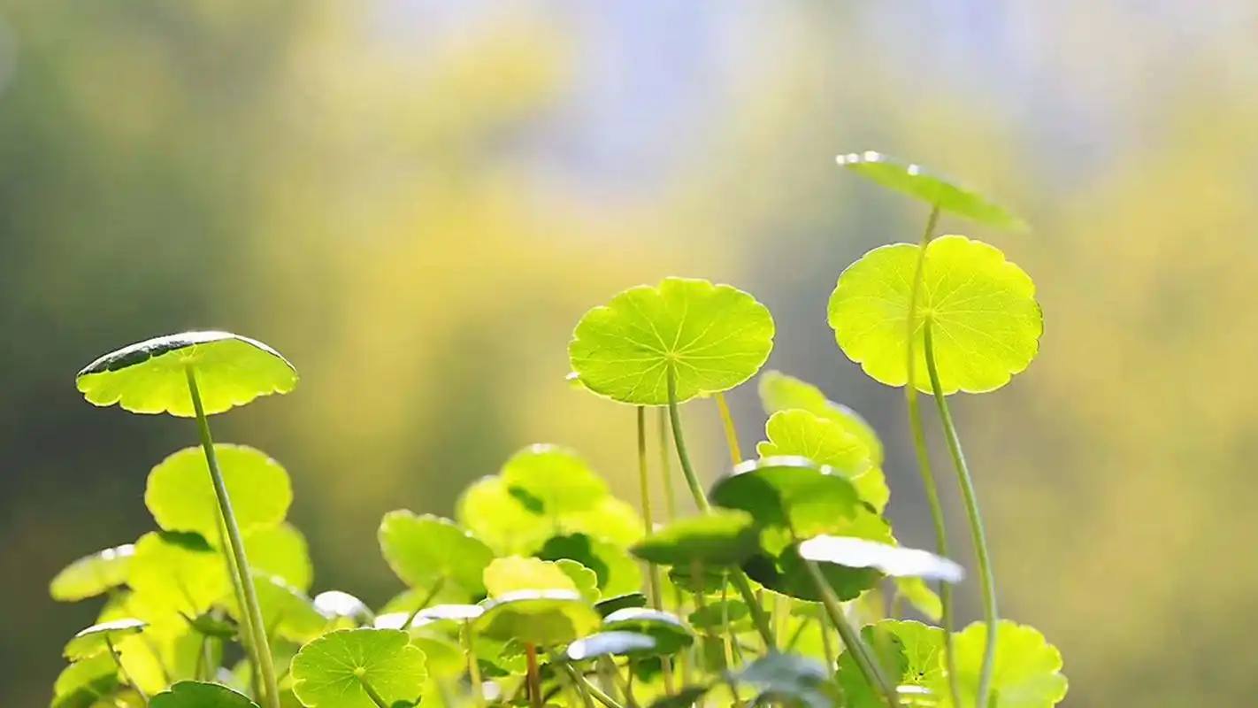 愿你知性简单,安静淡然,优雅幸福.