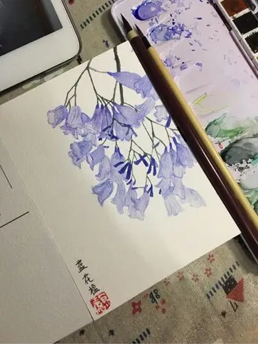 水彩画一束蓝花楹一种浪漫又美丽的花