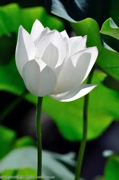 称为莲花坐势;佛教宣传的西方极乐世界,比作清净不染的莲花境界,故