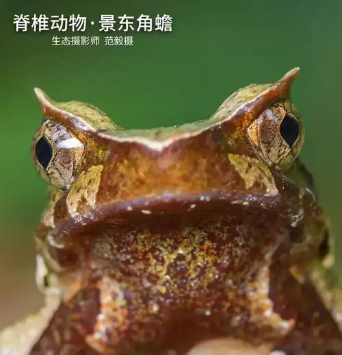 节肢动物·红显蝽:你看看我像谁?