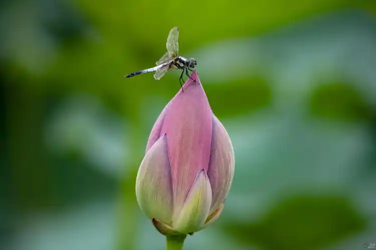 荷花蜻蜓