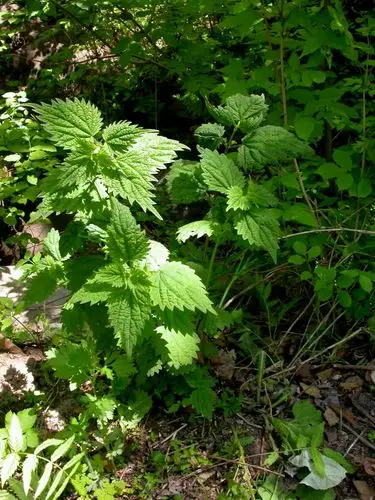 日月峡中草药香茶菜