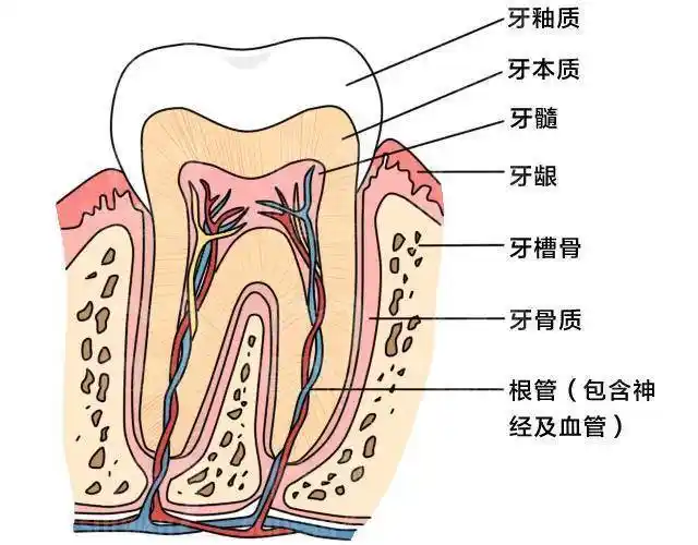 根管治疗主要针对牙齿内部,是治疗急性牙髓炎最有效的一种治疗方法.