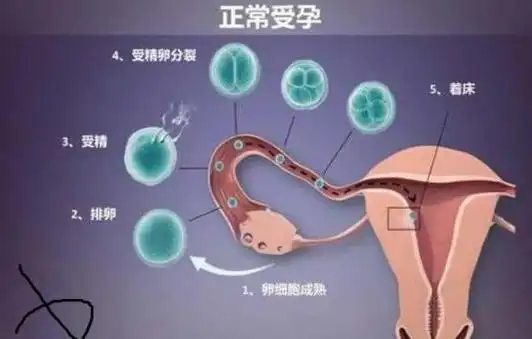 怀孕周!受精卵着床体温"女人备孕"-第2张图片-空竹博客