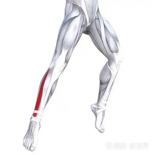 概念概念3d例证适合强的前面小腿人体解剖学解剖肌肉隔绝白色背景为