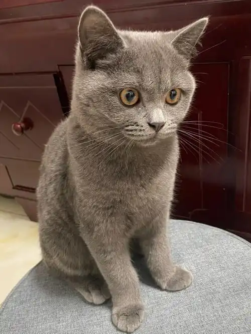 一只又胖又瘦的猫咪#英短  #猫咪日常  #小猫咪  #猫咪  #英短蓝猫