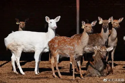 你见过白色梅花鹿吗?