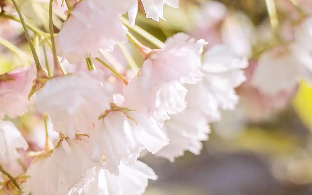 樱花唯美高清图片电脑桌面壁纸