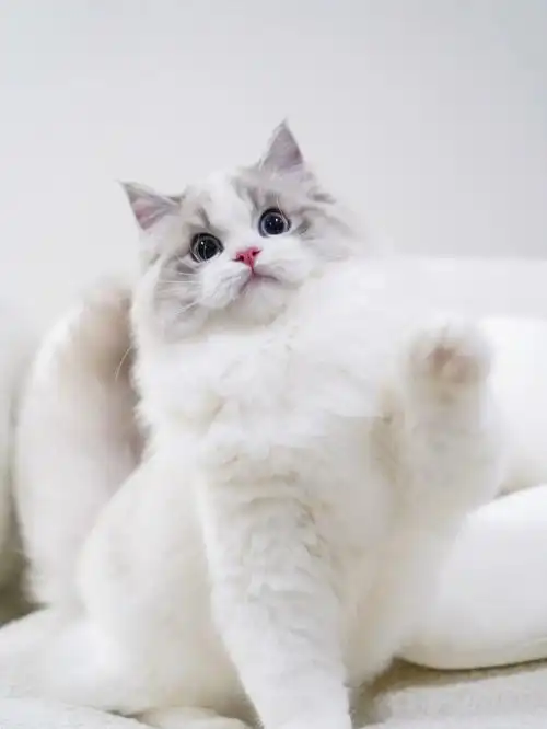 布偶猫看起来很聪明的样子