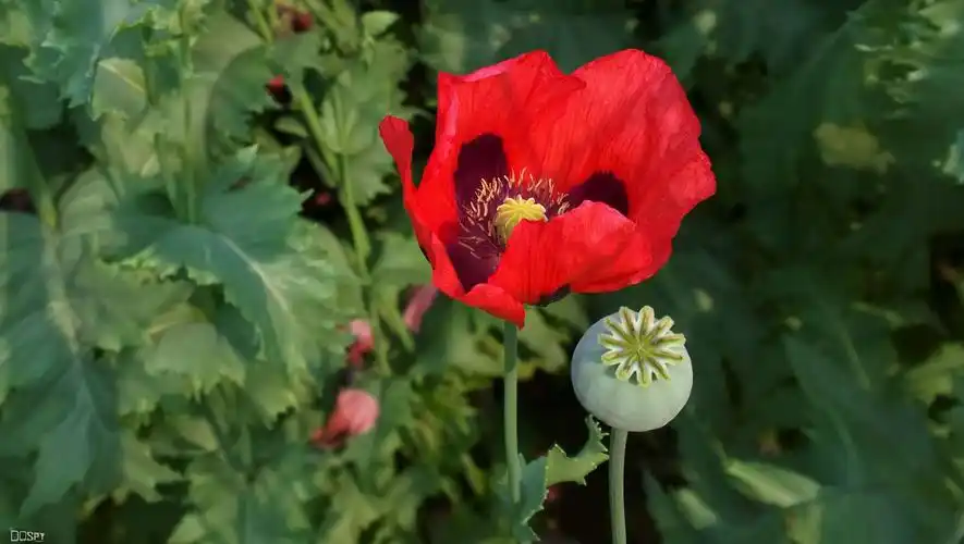 妖艳的罂粟花(原创)佚名