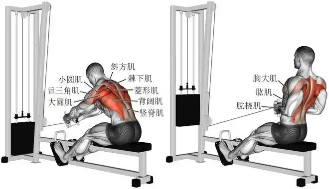 背部训练之背部宽度训练