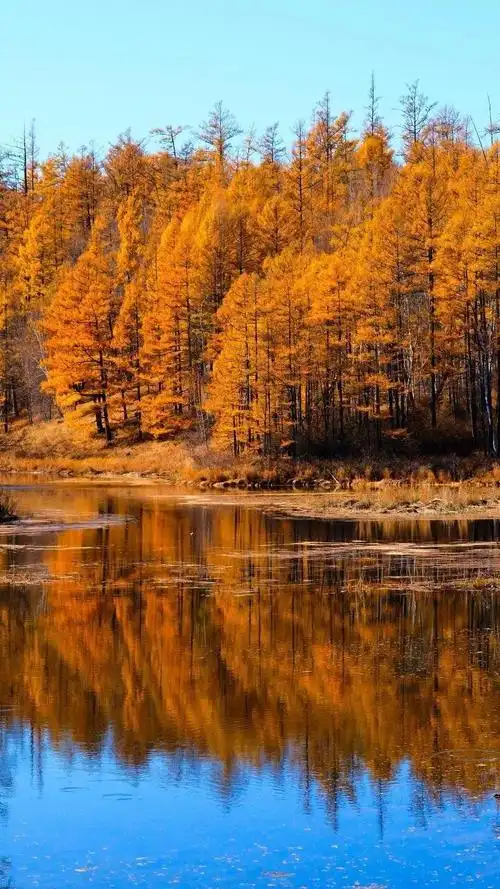 中国最美的秋天,在阿尔山