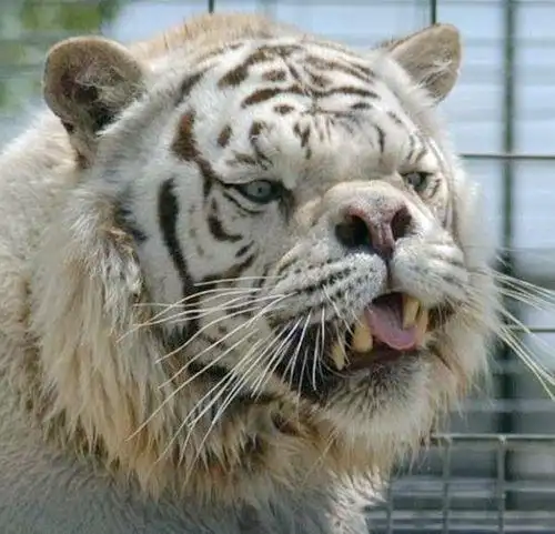 世界最丑萌老虎,一口龅牙丑出新境界,知道原因后我却笑不出