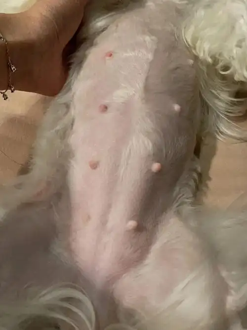 马尔济斯怀孕记