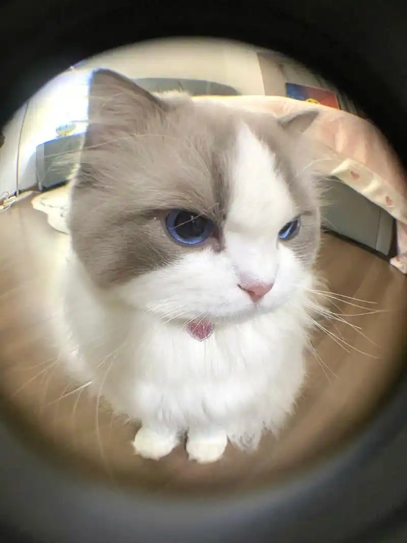 生气嘟嘴的小猫咪  一只可爱的小猫咪正撅着嘴,用力地鼓着气,显然在生