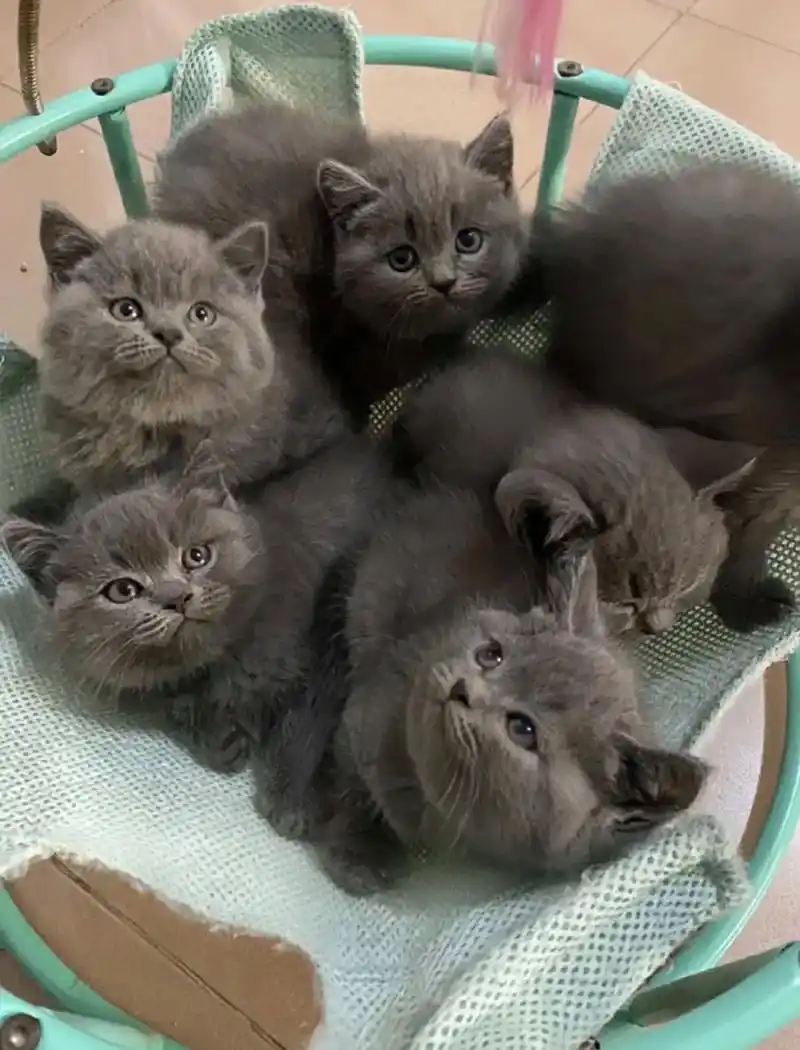 纯种蓝猫急售 南京正 - 抖音