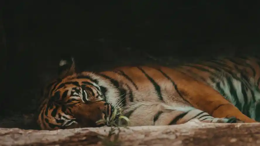 13m上传时间:2020-06-16壁纸标签:老虎4k壁纸封面图老虎壁纸【75】