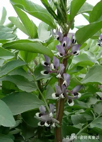 余师夷诗坛:《蚕豆花香(散文诗)》(傅中星)