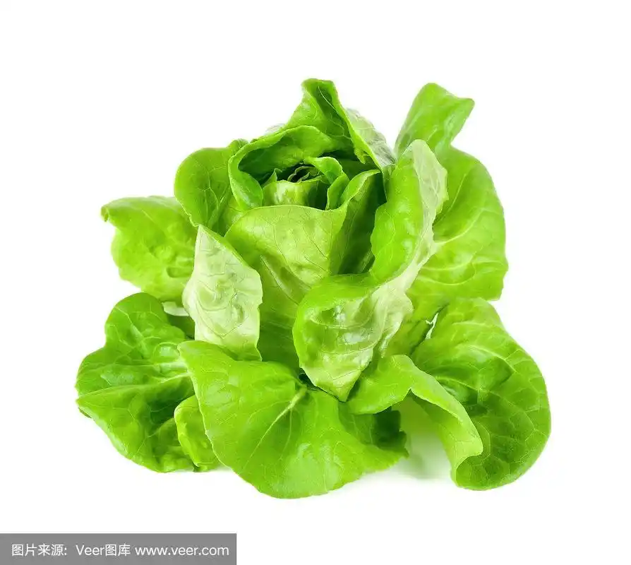 莴苣,蔬菜叶,白色背景,分离着色,农业