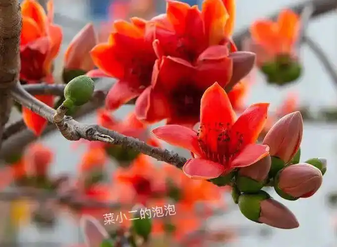 英雄花～木棉花语:珍惜身边的人和幸福!