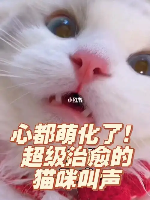 心都萌化了超级治愈的猫咪叫声