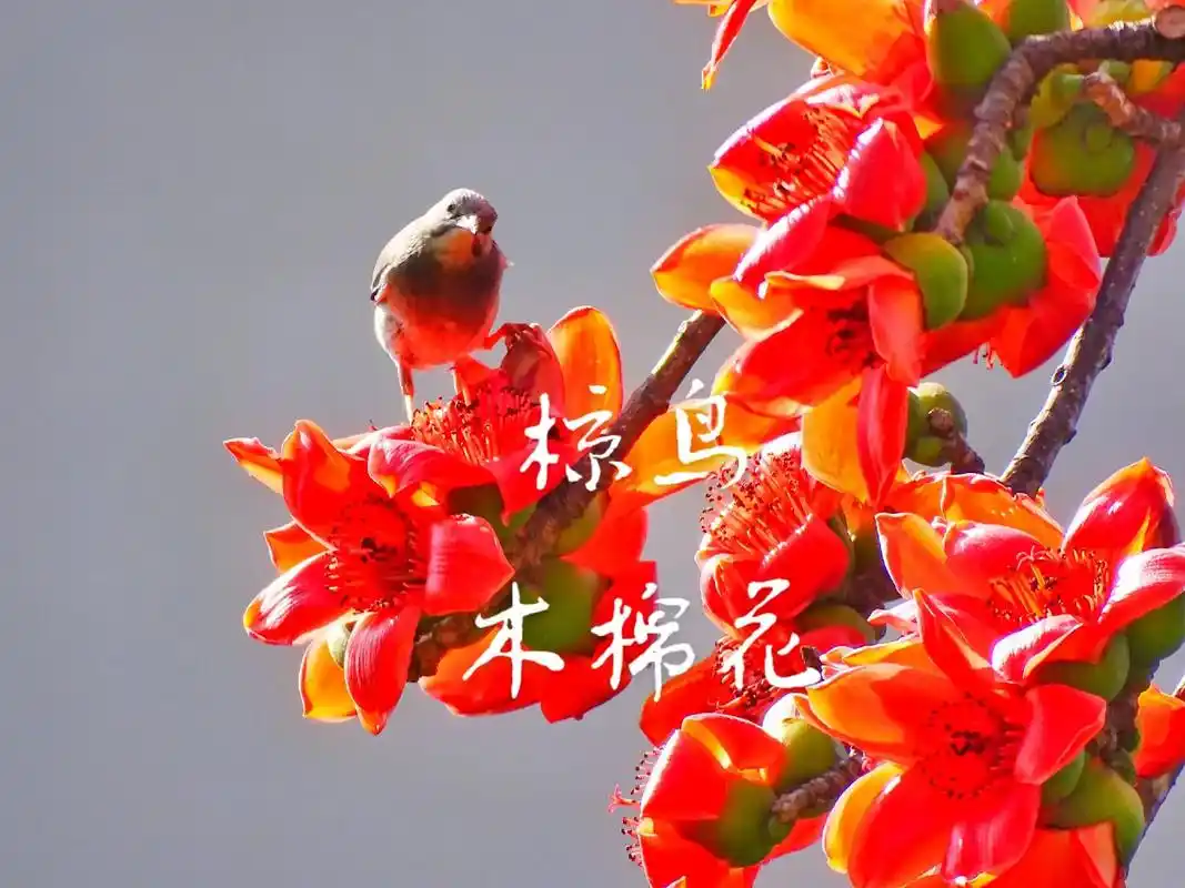 抖音图文来了 木棉花的花期不长,在开花期间, - 抖音