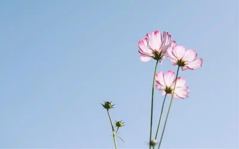清新植物高清电脑桌面壁纸
