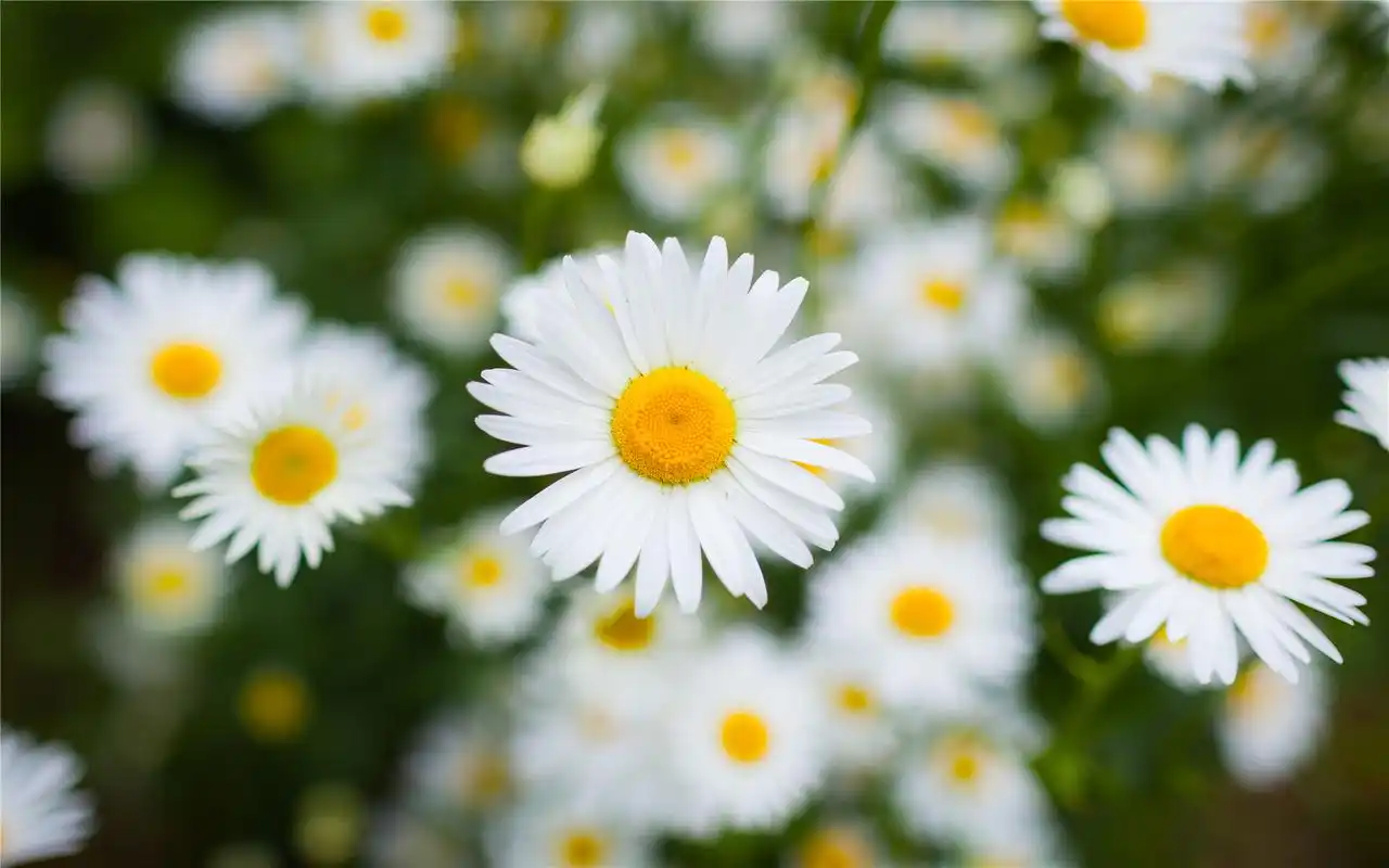 清新护眼小雏菊植物桌面壁纸下载